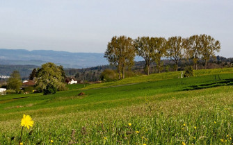 Bellikon: Gesamtrevision Nutzungsplanung